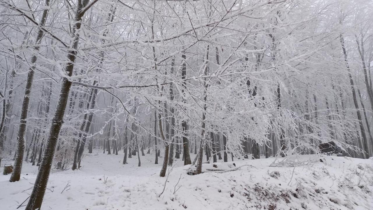 Chata Korenný vrch Pezinská Baba Pezinok Exterior foto